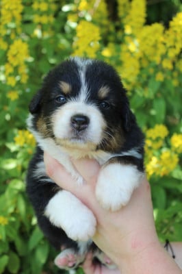 Les chiots de Berger Australien