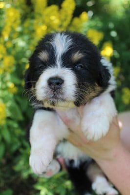 Les chiots de Berger Australien