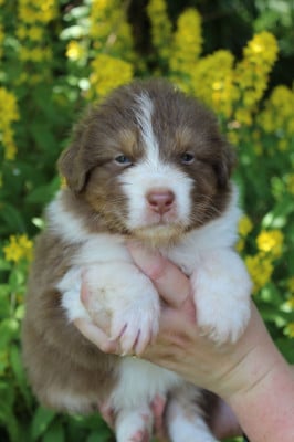 Les chiots de Berger Australien
