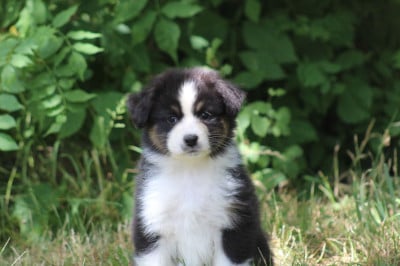 CHIOT 1 - Berger Australien