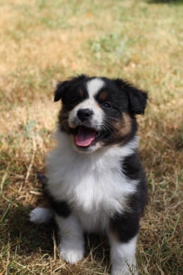 CHIOT 3 - Berger Australien