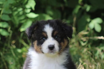 CHIOT 7 - Berger Australien