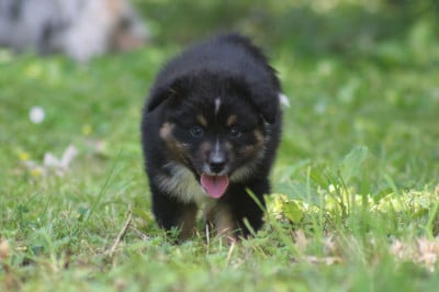 CHIOT 9 - Berger Australien