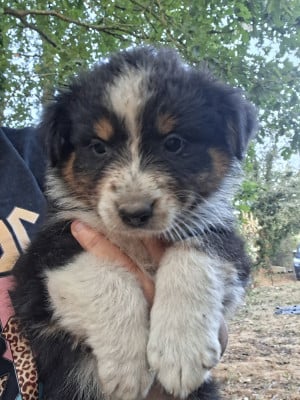 Les chiots de Berger Australien
