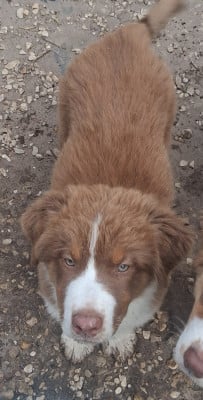 Les chiots de Berger Australien