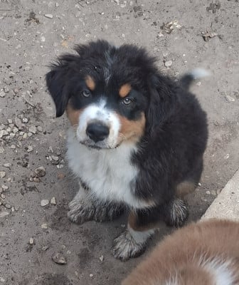 Les chiots de Berger Australien