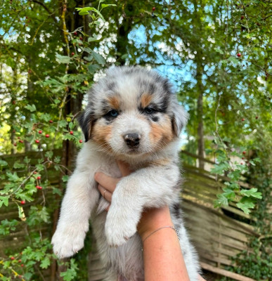 Les chiots de Berger Australien