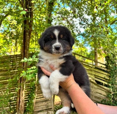 Les chiots de Berger Australien