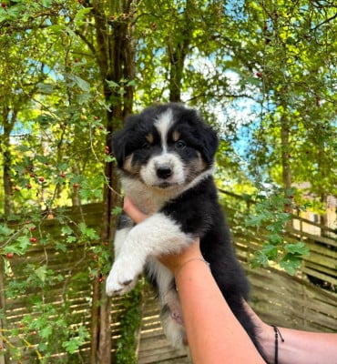Les chiots de Berger Australien