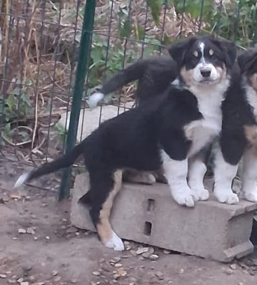 Les chiots de Berger Australien