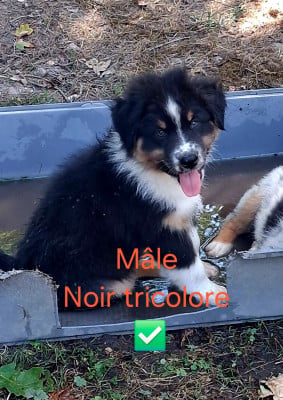 Les chiots de Berger Australien