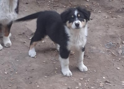 Les chiots de Berger Australien