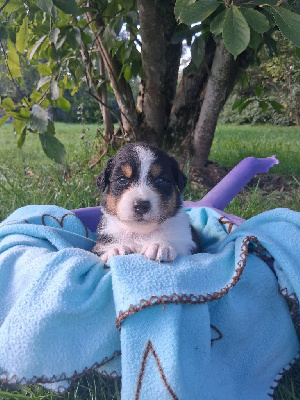 Les chiots de Berger Australien