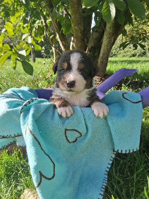 Les chiots de Berger Australien