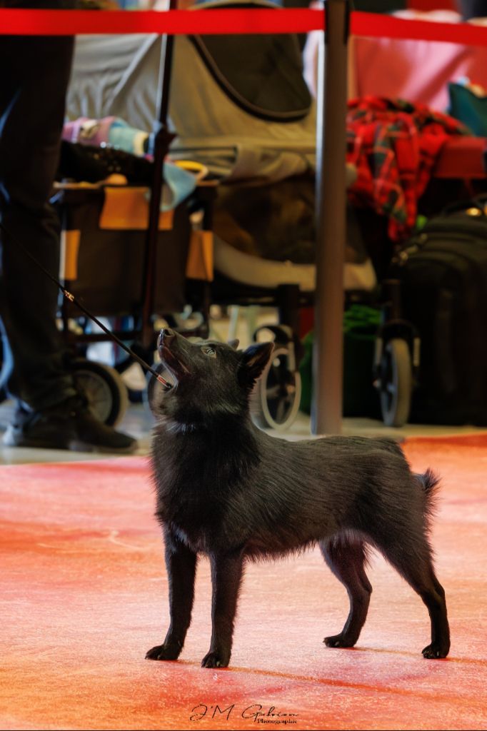 Au bout de mes rêves (aria) de l'empire du Phoenix - 1er Très Prometteur - MEILLEUR PUPPY FEMELLE