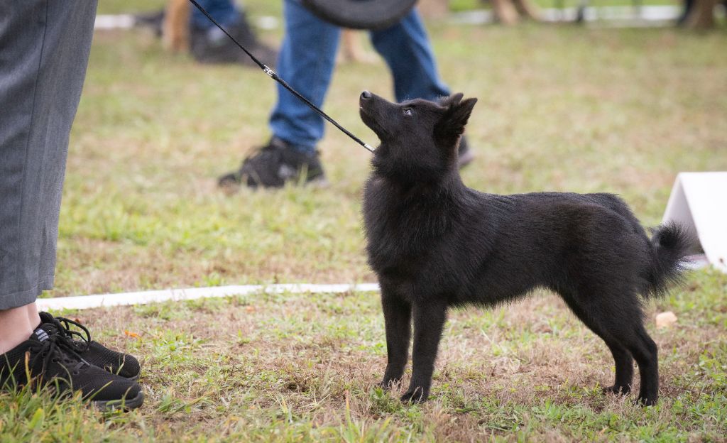 Au bout de mes rêves (aria) de l'empire du Phoenix - 4éme Très Prometteur