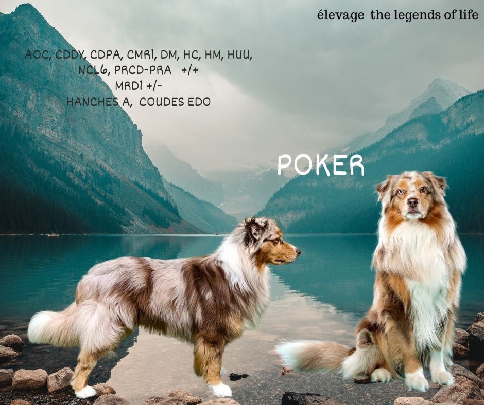 Poker Des Légendes Vroulonnes