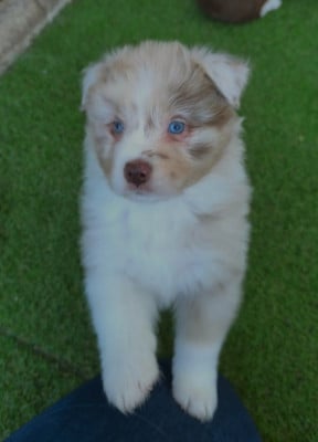 Les chiots de Berger Australien