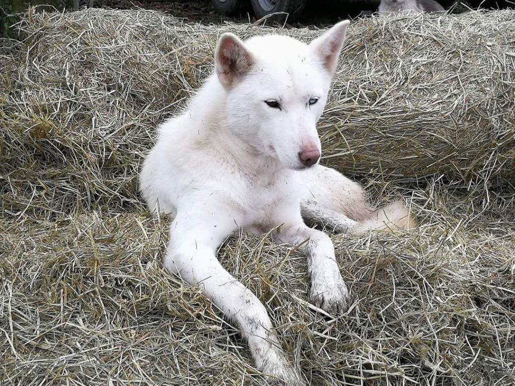 Publication : Des Brumes de Brocéliande