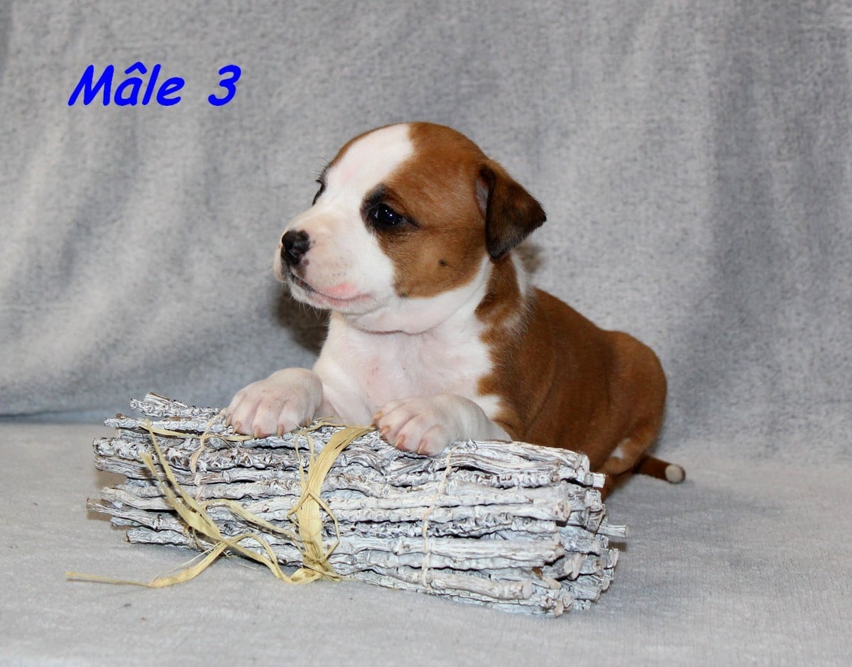 Mâle 3