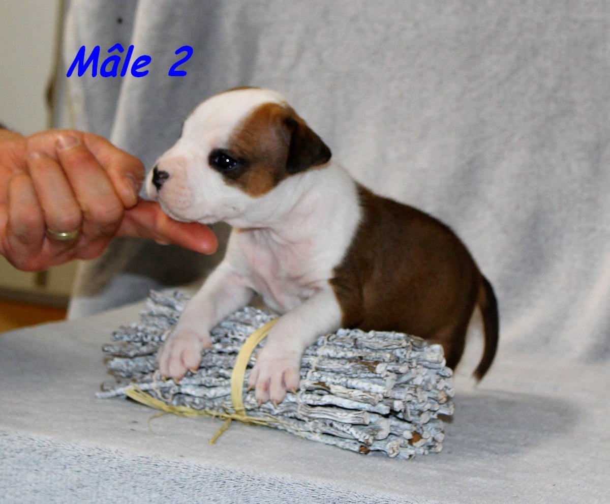 Mâle 2