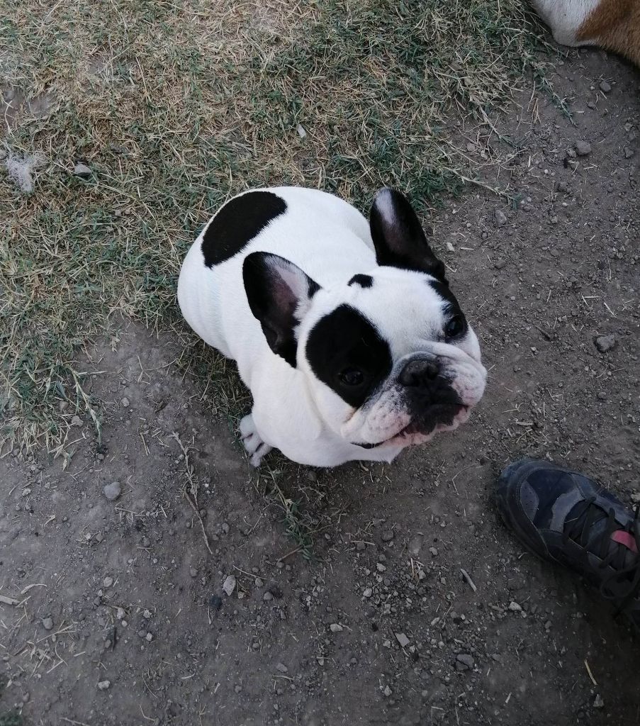 Publication : de L'Esprit d'Oréline