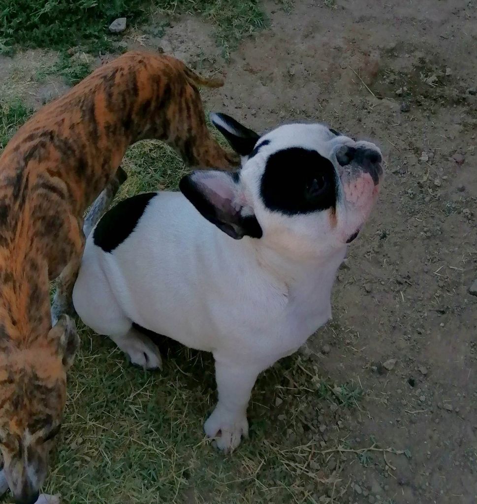 Publication : de L'Esprit d'Oréline