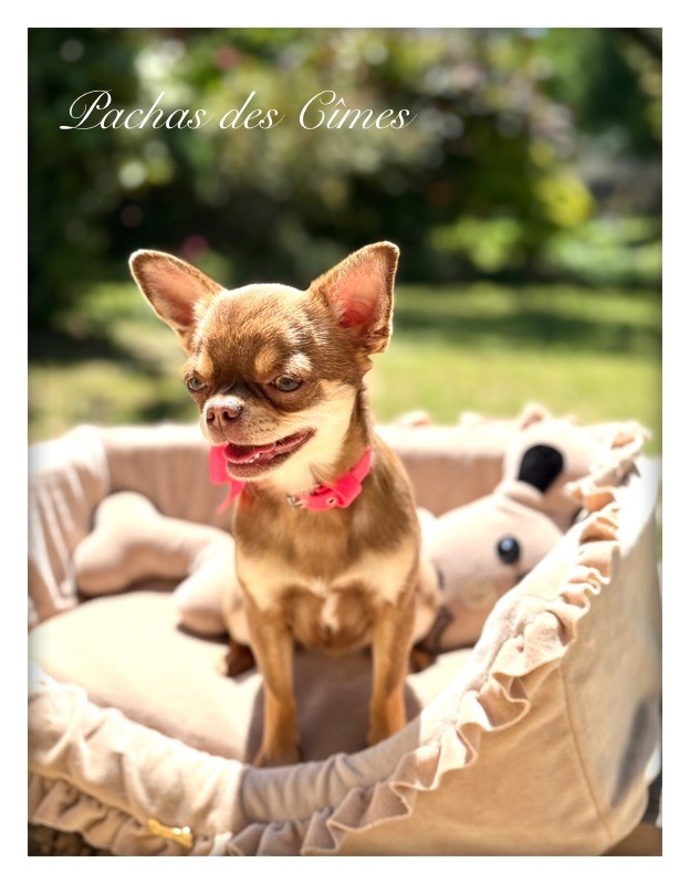 Uguette Des Pachas Des Cimes