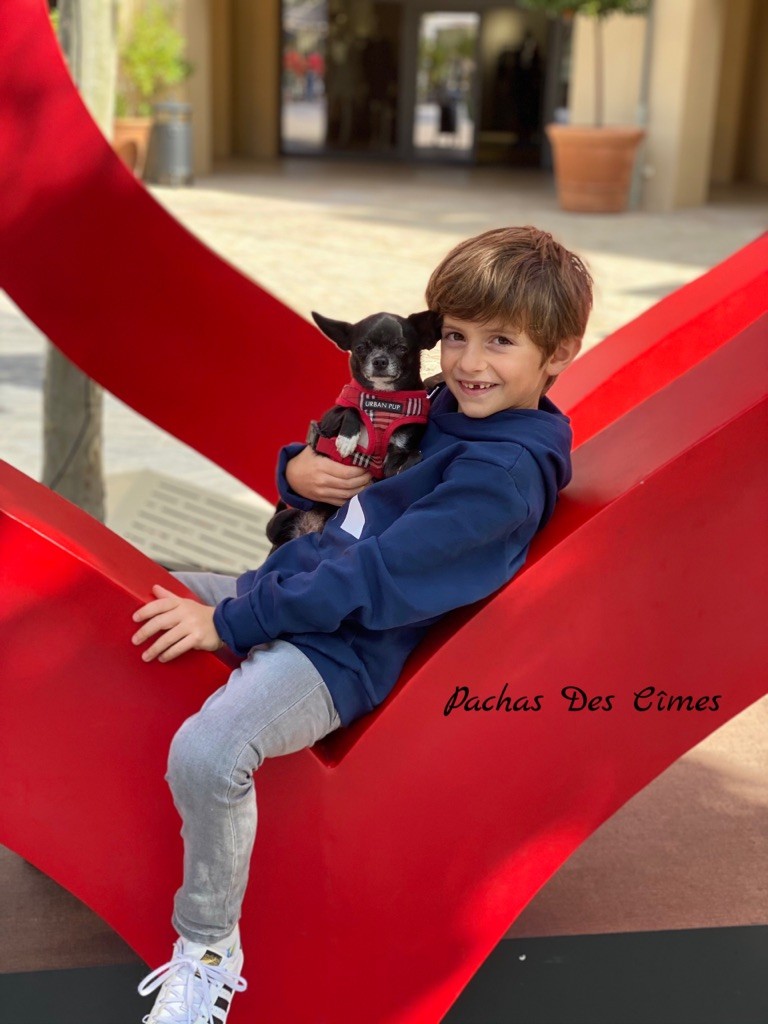 Publication : Des Pachas Des Cimes Auteur : Les Pachas des Cîmes