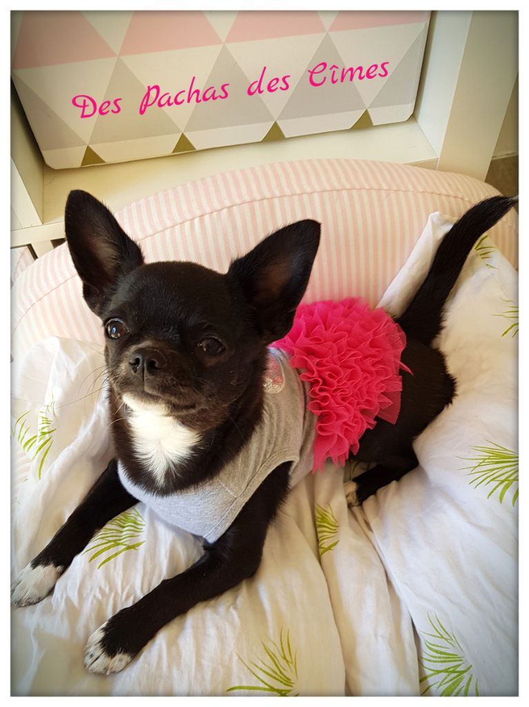 Publication : Des Pachas Des Cimes Auteur : Les Pachas des Cîmes