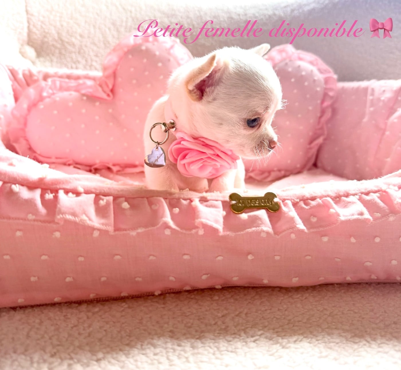 Chihuahua - Des Pachas Des Cimes