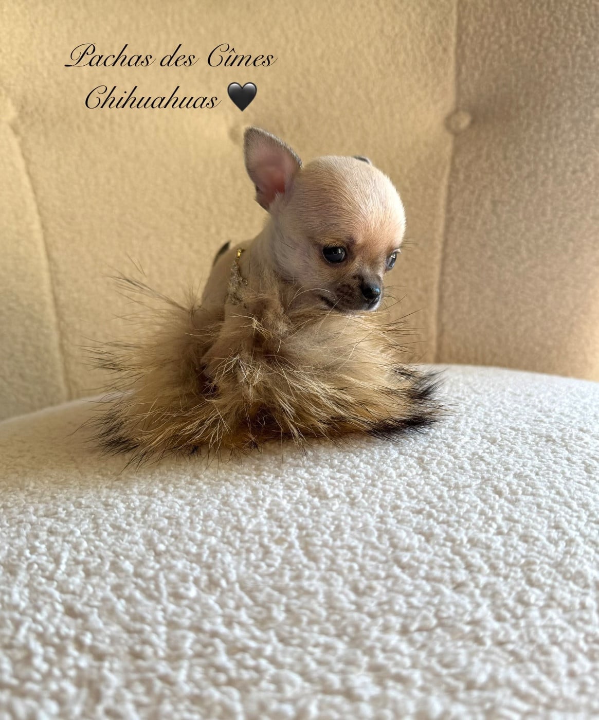 Chihuahua - Des Pachas Des Cimes