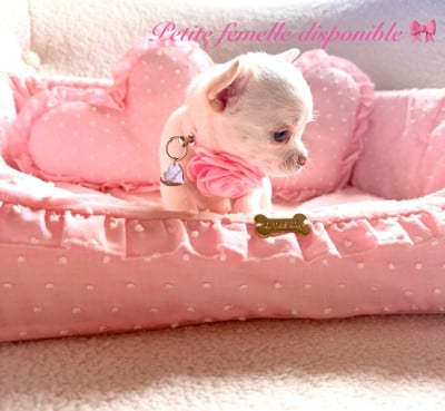 Les chiots de Chihuahua