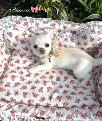 Les chiots de Chihuahua