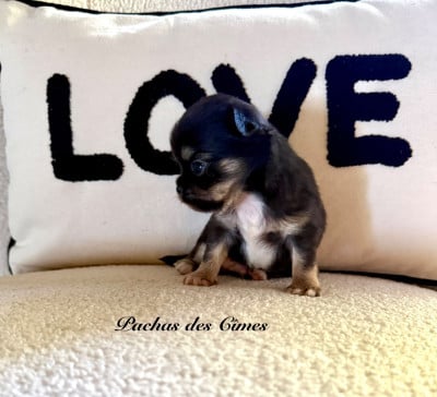 Les chiots de Chihuahua