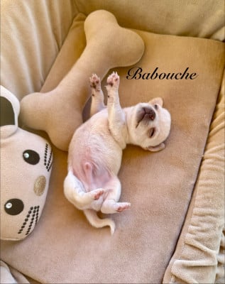 Les chiots de Chihuahua