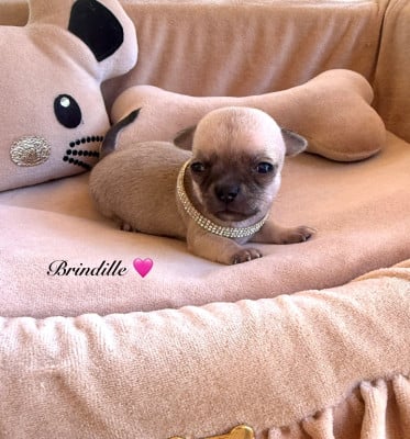 Les chiots de Chihuahua