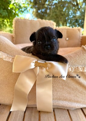 Les chiots de Chihuahua