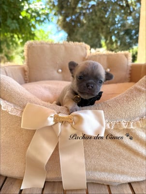 Les chiots de Chihuahua
