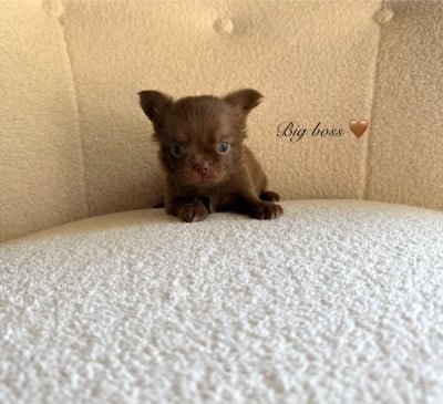 Big Boss poils longs - Chihuahua