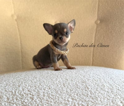 Chihuahua
