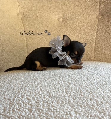 Balthazar poils courts - Chihuahua