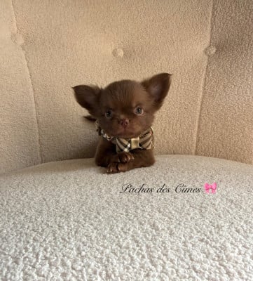Les chiots de Chihuahua