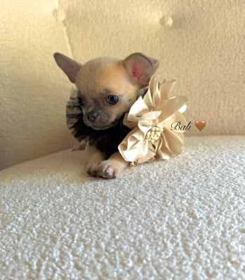 Les chiots de Chihuahua