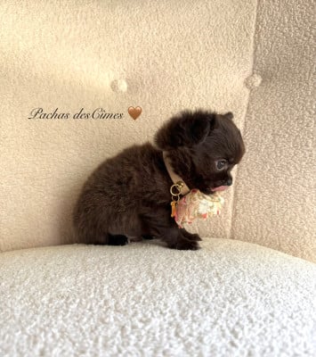 Les chiots de Chihuahua