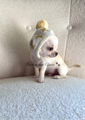 Les chiots de Chihuahua