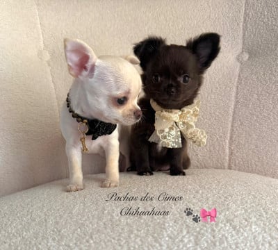 Les chiots de Chihuahua