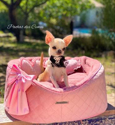 Ungaro - Chihuahua