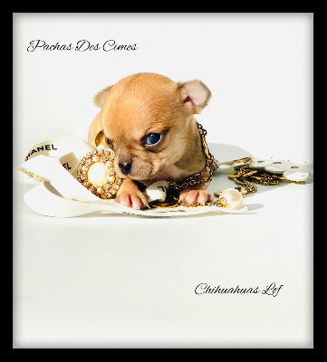 Chihuahua - Sublimes Chiots LOF - Des Pachas Des Cimes