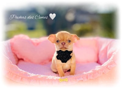 Chihuahua - Des Pachas Des Cimes